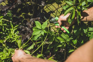 Bahçe iş. Adam keser çalılar ve ağaçlar budama makası ile dallarında, bahçıvan kılığında pantolon ve işe bot işi yapar. Bir adam yere fidan Ekim görünümünü.