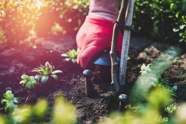 Bahçe iş. Adam bir fantezi mantar, bahçıvan kılığında pantolon ve işe bot işi koyar. Bir adam yere fidan Ekim görünümünü.