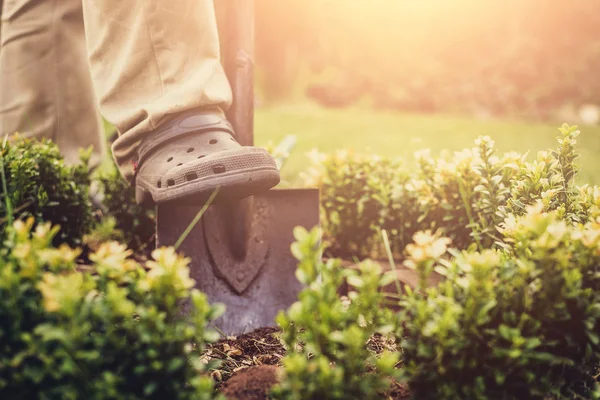 Garden work. The man digs in the garden, makes seedlings. A gardener dressed in trousers and working boots performs work against the background of a sunset. Digging in the ground. Concept lifestyle.
