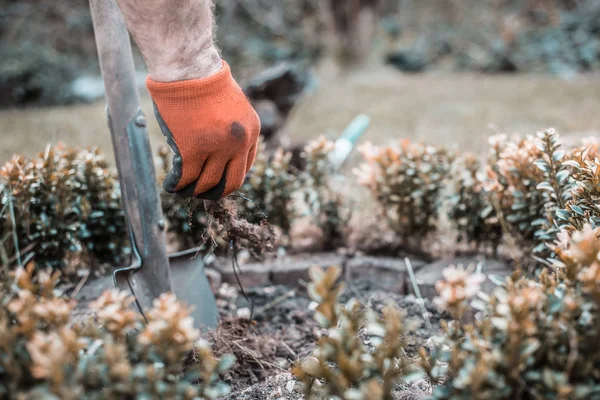 Homem Está Cavar Jardim Funciona Jardim Plantação Mudas Vintage Tonificada — Fotografia de Stock