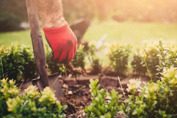 Garden work. The man digs in the garden, makes seedlings. A gardener dressed in trousers and working boots performs work against the background of a sunset. The man pulls roots out of the ground.