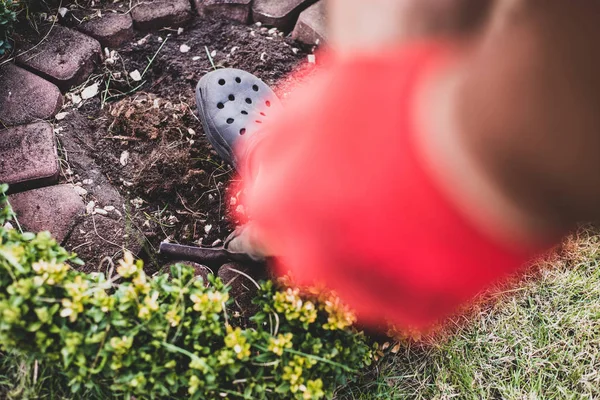 Garden work. The man digs in the garden, makes seedlings. A gardener dressed in trousers and work shoes does the work. View from above the shovel. The man is shoveling in the ground.