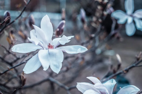 A view of magnolias flower buds. Pink and purple magnolia flowers. Garden work.