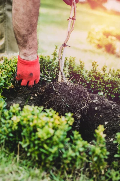 Works in the garden and tree planting. The man digs in the garden, makes seedlings. A gardener dressed in trousers and work boots does the work. A view of a man inserting a tree into the ground.