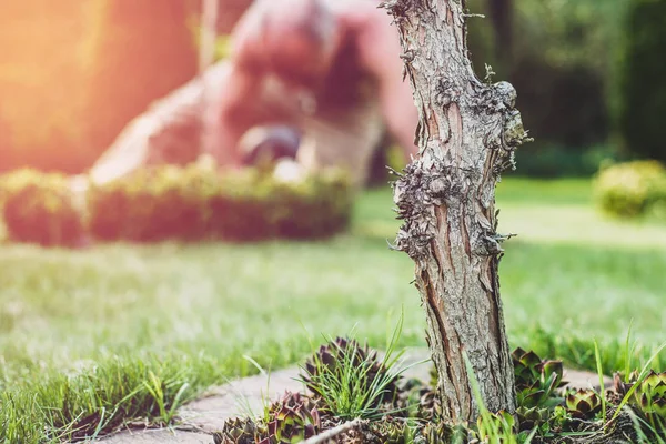 Uma Árvore Plantada Num Jardim Homem Trabalha Fundo Obras Jardim — Fotografia de Stock