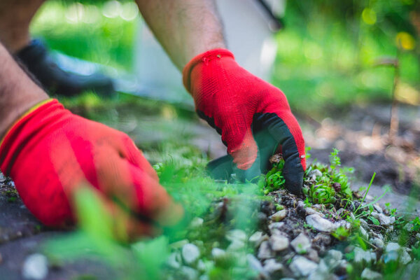 Works In Garden and Planting Seedlings. A Man Cuts the Branches of Bushes and Trees, makes Seedlings. Gardener Dressed in Pants and Work Shoes is doing work. View of a Man Sowing Seedlings to the Ground.