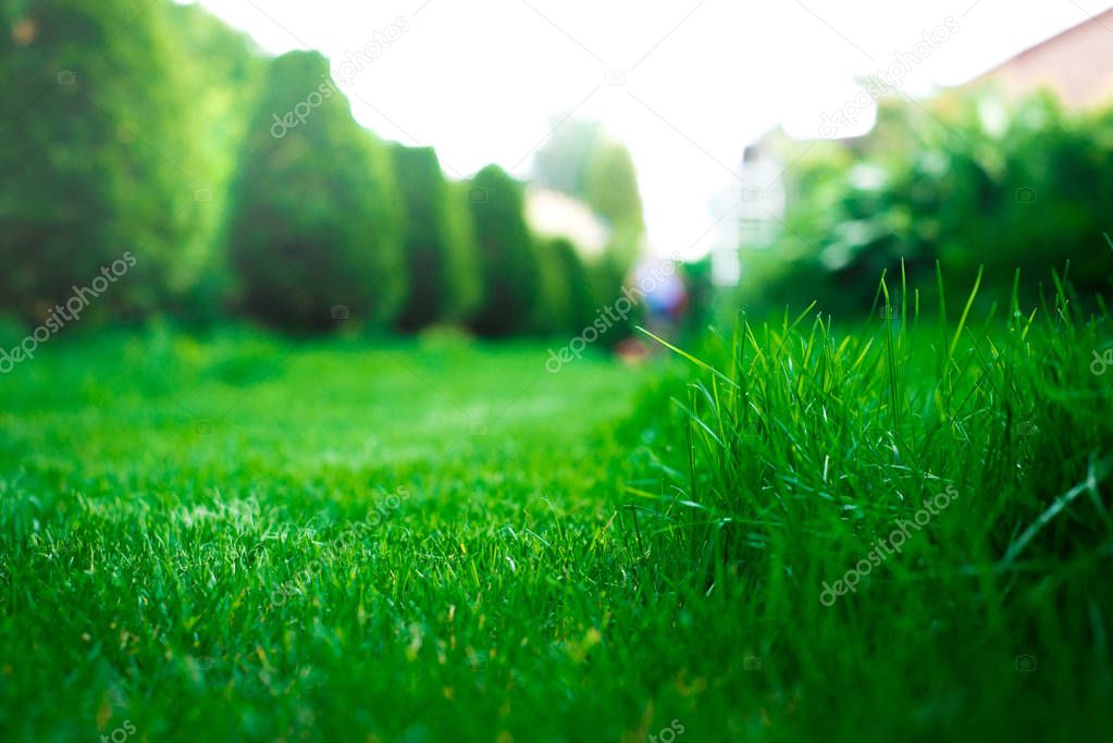 View of green grass, closeup. Background with grass on the sky background.