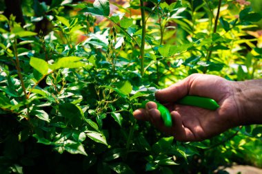 Bahçe iş. Adam keser çalılar ve ağaçlar budama makası ile dallarında, bahçıvan kılığında pantolon ve işe bot işi yapar. Bir adam yere fidan Ekim görünümünü.