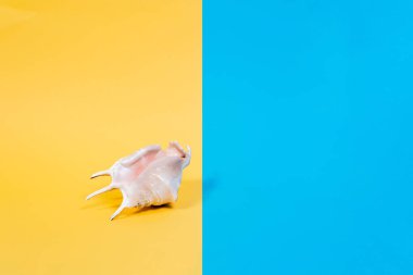 Stüdyo çekim deniz kabuğu. Yaz önümüzdeki kavramdır. En az style, minimalist fotoğraf. Deniz kabuğu renkli kağıt zemin üzerinde bir yan bakış. Pastel renkler sarı, pembe ve mavi.