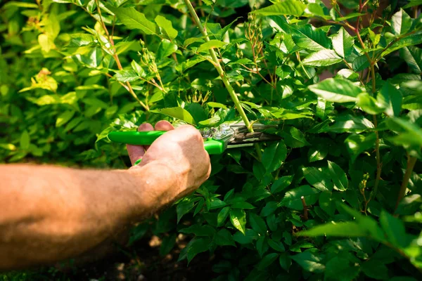 Garden work. The Man Cuts the Branches of the Bushes and Trees with the Pruning Shears, the Gardener Dressed in Pants and Work Boots does the Work. View of a Man Sowing Seedlings to the Ground.