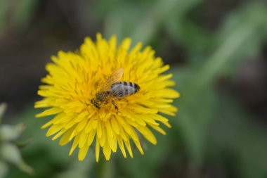 Sarı karahindiba üzerinde arı yakın