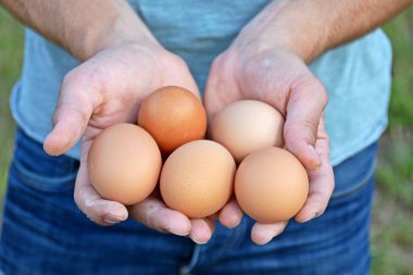 Erkek ellerde organik yumurta yakın 