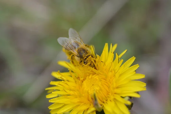Close Bee Yellow Dandelion — Stock Photo, Image