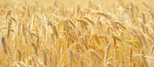 Close Wheat Field — Stock Photo, Image