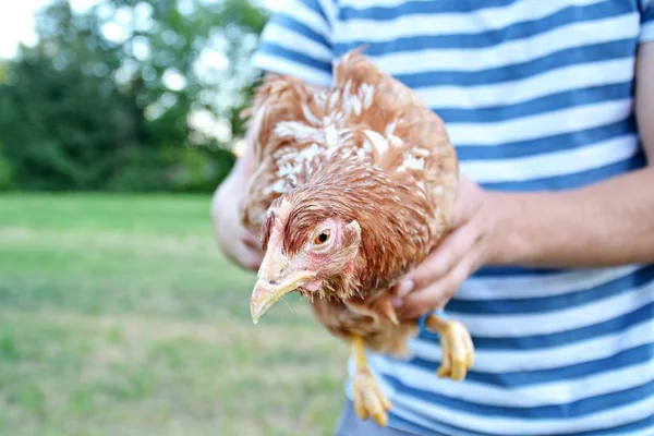 Close Man Holding Chicken — Stock Photo, Image