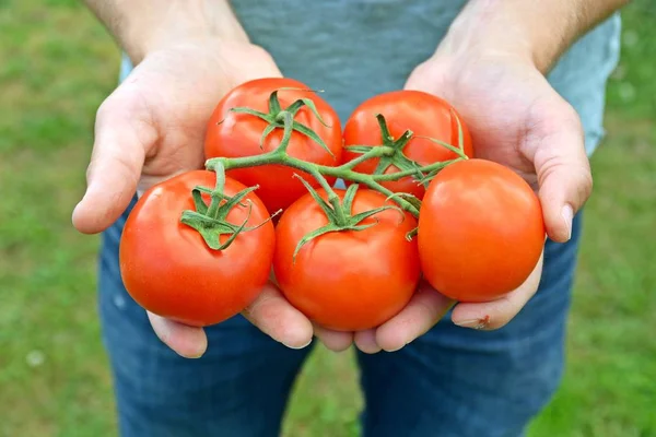 Nahaufnahme Reifer Tomaten Männerhänden — Stockfoto