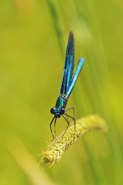 Blauwe Libel Zittend Gras Stengel — Stockfoto