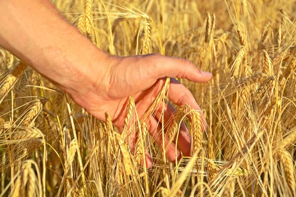 Close Male Hand Touching Wheat Field — Stock Photo, Image