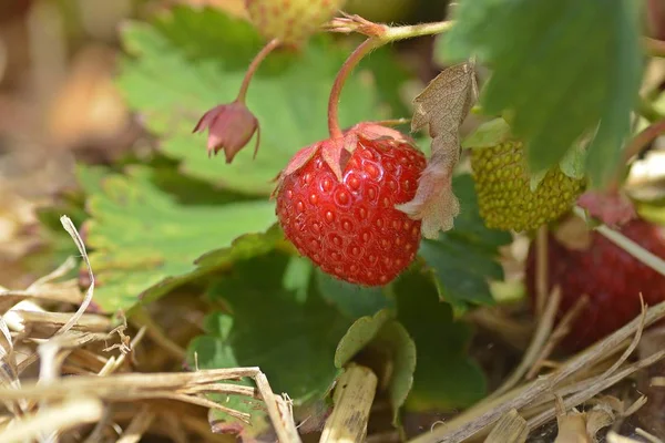 정원에서 딸기의 클로즈업 — 스톡 사진