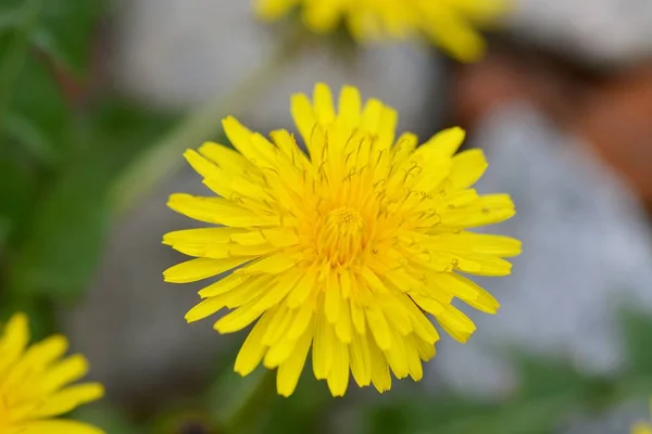 Close Van Gele Bloemen Groeien Buitenshuis — Stockfoto