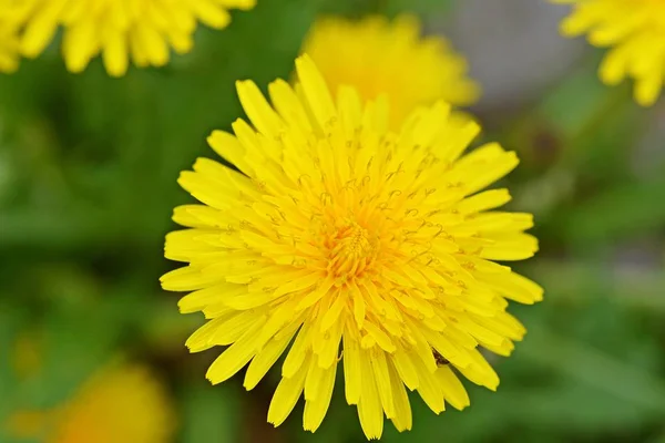 Nahaufnahme Einer Gelben Blume Die Freien Wächst — Stockfoto