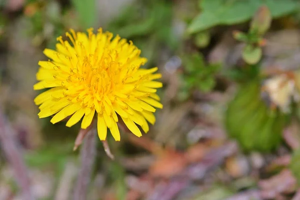 Gros Plan Fleur Jaune Poussant Extérieur — Photo