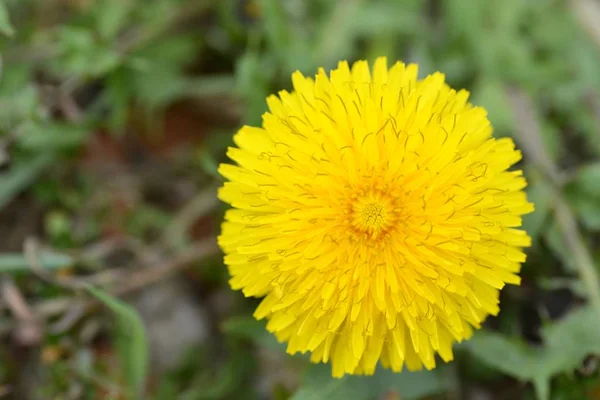 Gros Plan Fleur Jaune Poussant Extérieur — Photo