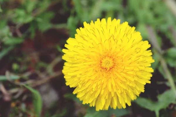 Gros Plan Fleur Jaune Poussant Extérieur — Photo