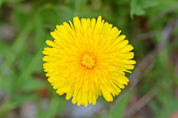 Gros Plan Fleur Jaune Poussant Extérieur — Photo