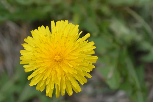 Gros Plan Fleur Jaune Poussant Extérieur — Photo