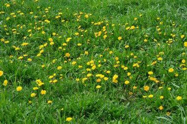 gündüz sarı çiçekler ile çayır görünümü 