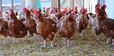 Tarım topraklarında kahverengi tavuklar görünümü 