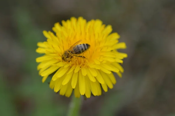 Zbliżenie Pszczoły Żółtym Kwiatem Zewnątrz — Zdjęcie stockowe