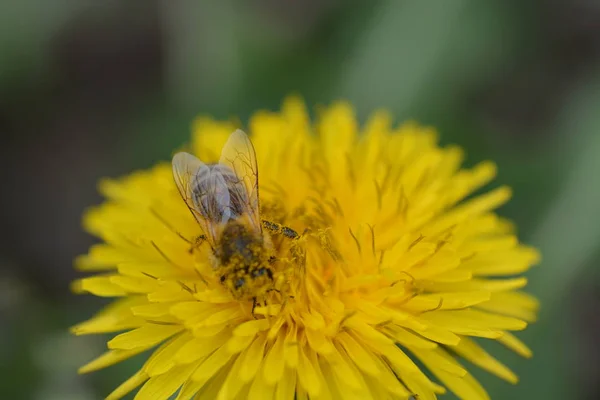 Close Van Bee Gele Bloem Buitenshuis — Stockfoto