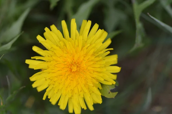 Κοντά Στο Κίτρινο Λουλούδι Που Αναπτύσσεται Εξωτερικούς Χώρους — Φωτογραφία Αρχείου
