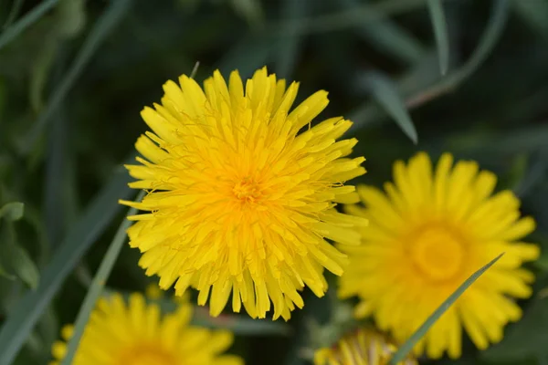 Close Van Gele Bloemen Groeien Buiten — Stockfoto