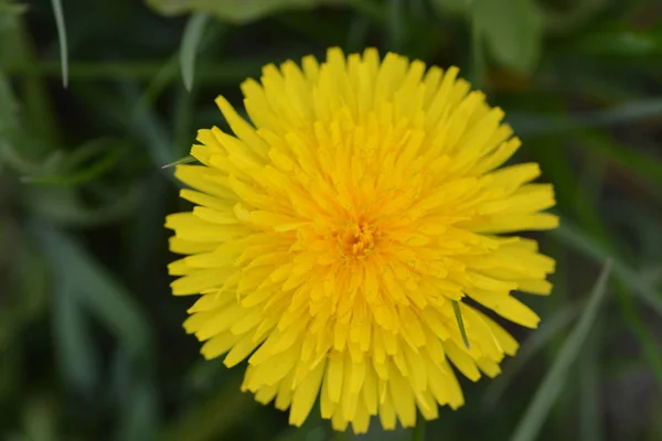 Açık Havada Büyüyen Sarı Çiçek Yakın — Stok fotoğraf