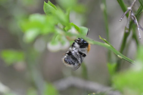 Close Bumblebee Sitting Tree Twig — Stock Photo, Image