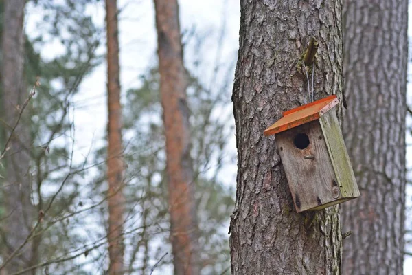 Utsikt Över Fågelhus Hängande Trädstam — Stockfoto