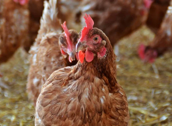Melihat Ayam Cokelat Lahan Pertanian — Stok Foto
