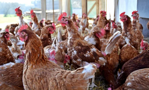 Vista Dei Polli Bruni Nei Terreni Agricoli — Foto Stock