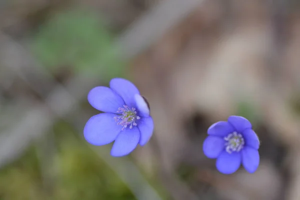 屋外で育つ青い花のクローズアップ — ストック写真