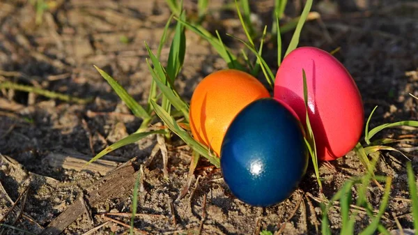 Plantilla Tarjeta Pascua Feliz Con Huevos Colores Hierba Verde — Foto de Stock