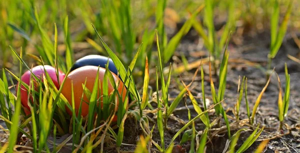 緑の草の中にカラフルな卵とハッピーイースターカードテンプレート — ストック写真