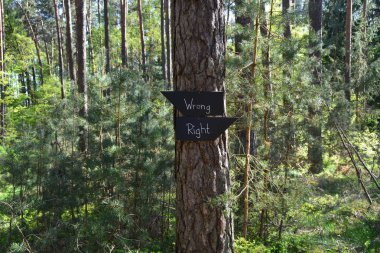 Ormanda oturum açın diyor A planı ve Plan B