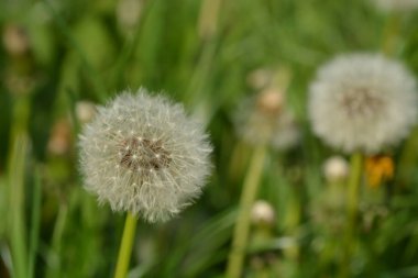 Yeşil çayırda karahindiba 