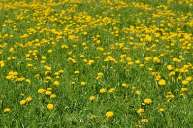 karahindiba doğal görünümü dışında büyüyen 