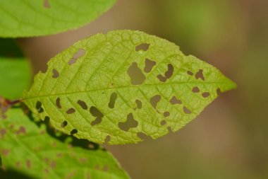 yakın - ormanda yaprakları