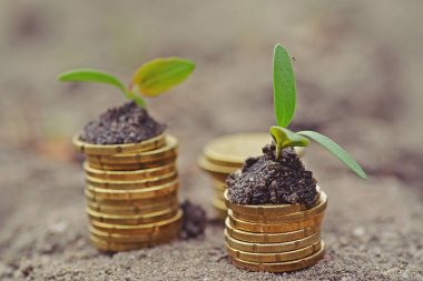 Bir dizi sikke ahşap bir arka plan üzerinde yığılmış yalan