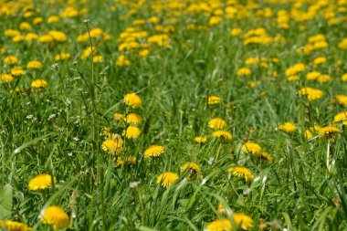 karahindiba doğal görünümü dışında büyüyen 